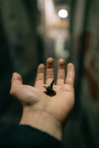 Un nuevo vecino llega a la tranquila calle Acacia, trayendo consigo una ola de terror y misterio. Desapariciones, muertes inexplicables y un antiguo pozo despiertan los miedos más profundos de los vecinos. ¿Podrán detener el mal antes de que consuma sus vidas?